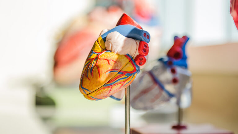 A detailed anatomical model of a human heart is displayed on a stand